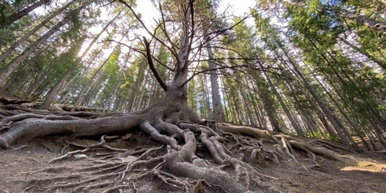 the grandfather tree in cochrane with roots sprawled across the ground and tall trees surrounding it