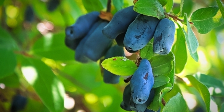 a photo of blue haskap berries hanging from a shrub surrounded by green leaves