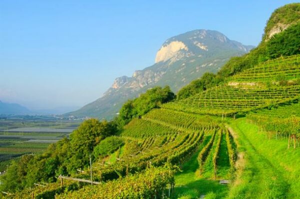 a lush green vineyard on a slope with a mountain in the background and blue skies above
