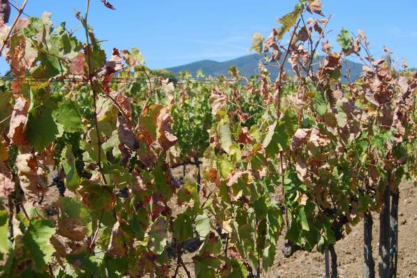 a vineyard affected by drought featuring dried brown leaves