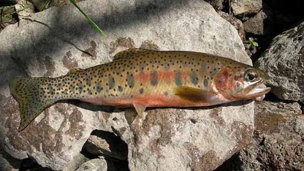 a westslope cutthroat trout laid out on a rock