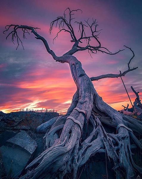 Image of a limber pine tree against a sunset sky with the tree held up by metal braces over its roots