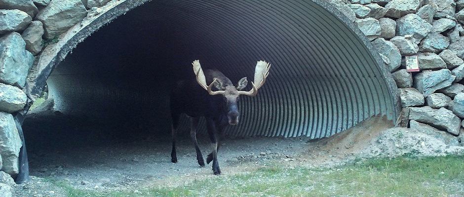 A moose walking out of an underpass tunnel in Banff National Park