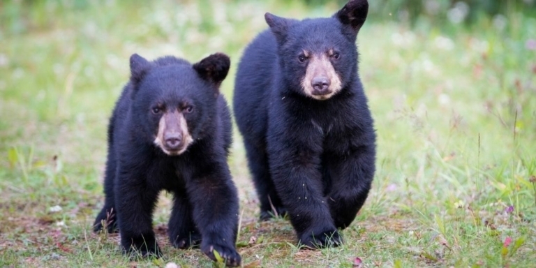 two black bear cubs running towards the camera