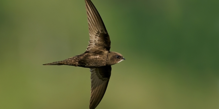 Black Swift in flight