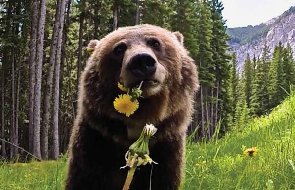 Bear with a dandelion flower in her mouth
