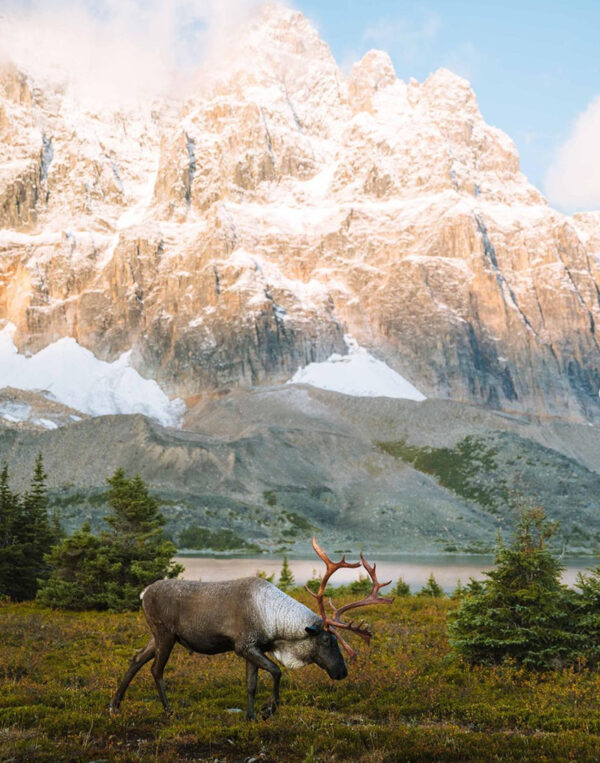 Bull Caribou in moutain meadow with large mountains in the background