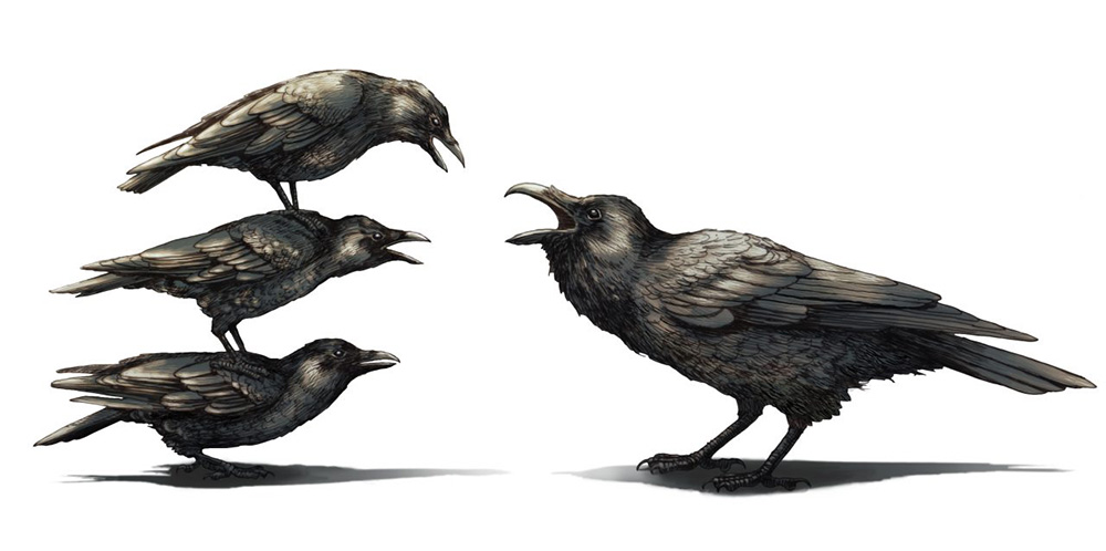 An illustration comparing crows to ravens