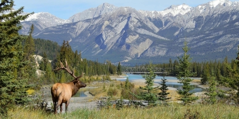 Elk standing in a meadow overlooking mountians