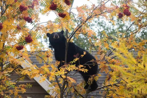 A bear in a mountain ash tree