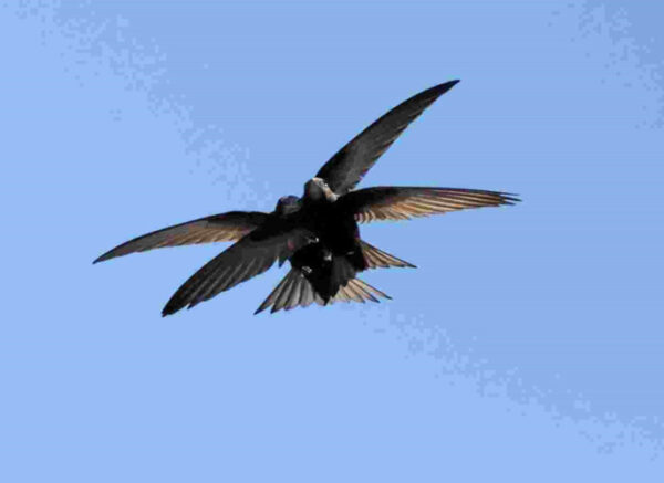 Two black swifts mating in flight