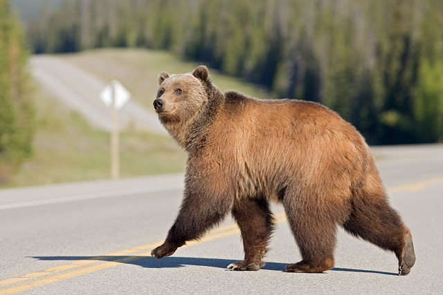 Photo of a grizzly bear crossf=gin a highway near Banff National PArk
