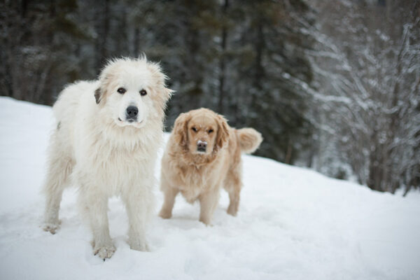 Two furry dogs out in winter in a forest