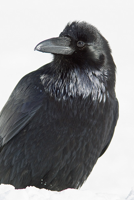 Detailed portrait of a raven in snow