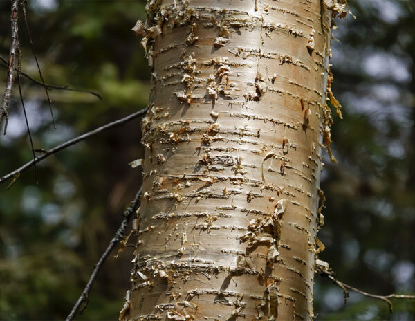 Detail of the trunk of a birch tree
