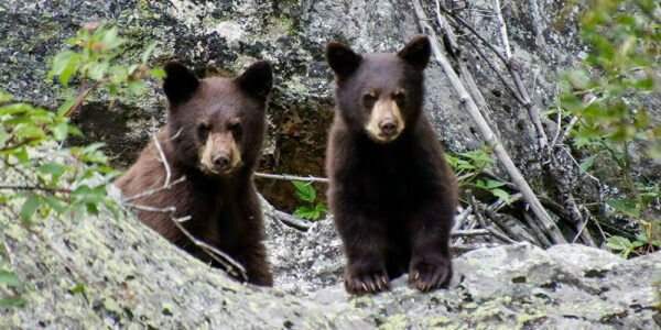 A photo of two black bear cubs looking at the camera
