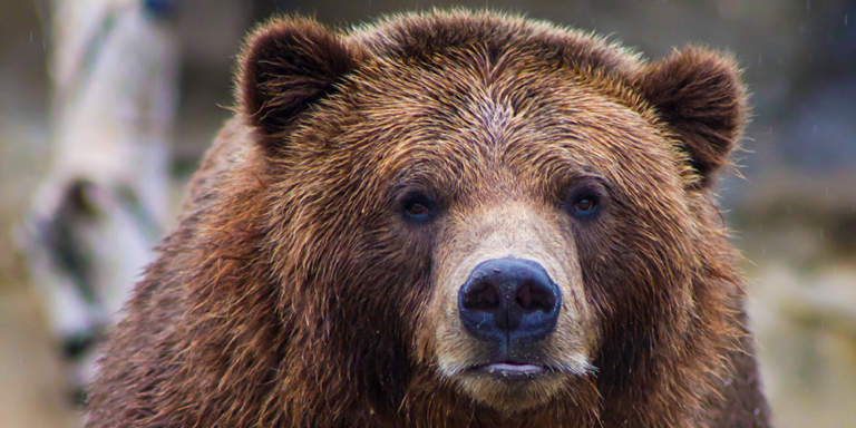 Closeupe face and shoulders if a Grizzly Bear