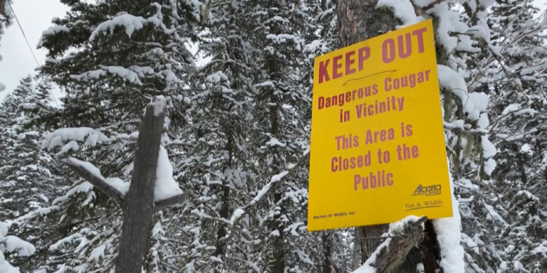 Sign with cougar warning against snowy trees