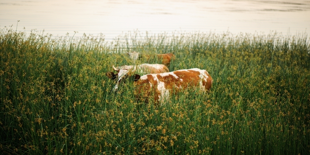 cattle in tall grass
