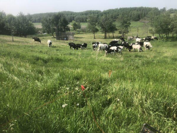 cows in lush pasture