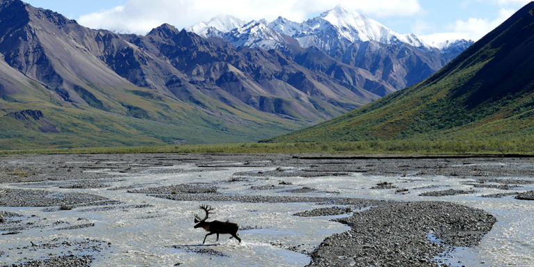 Lone bull caribou crossing a vast river delta with mountains in the background