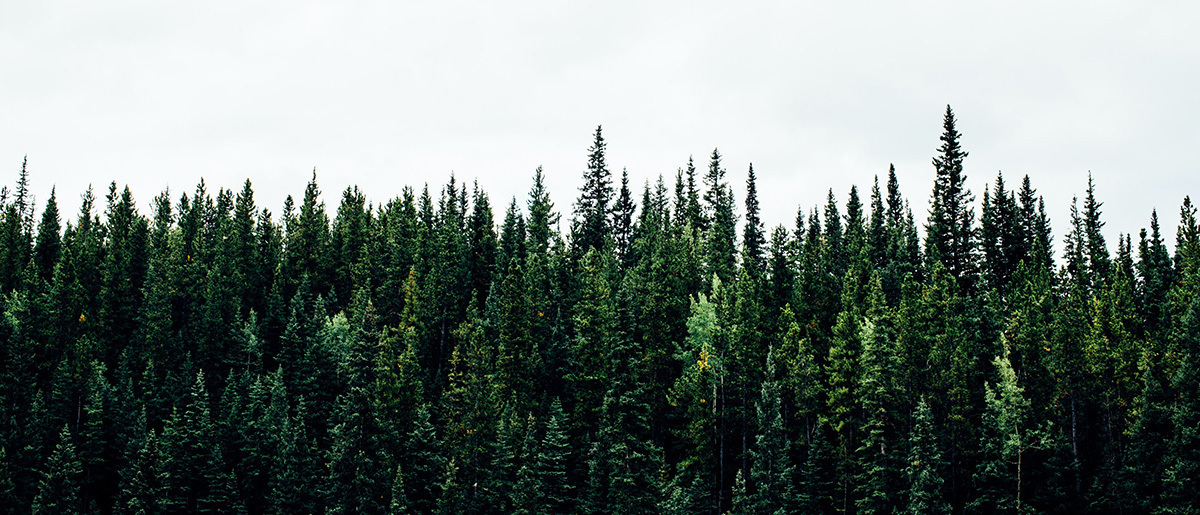 View of a wall of trees in the boreal forest of Alberta