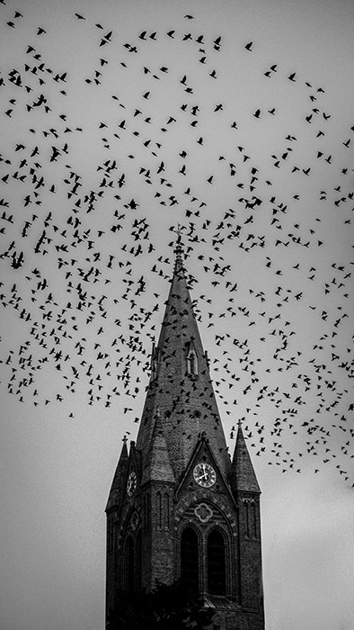 Sky filled with crows with a church spire in the background