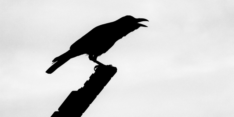 Crow silhoutted against grey sky