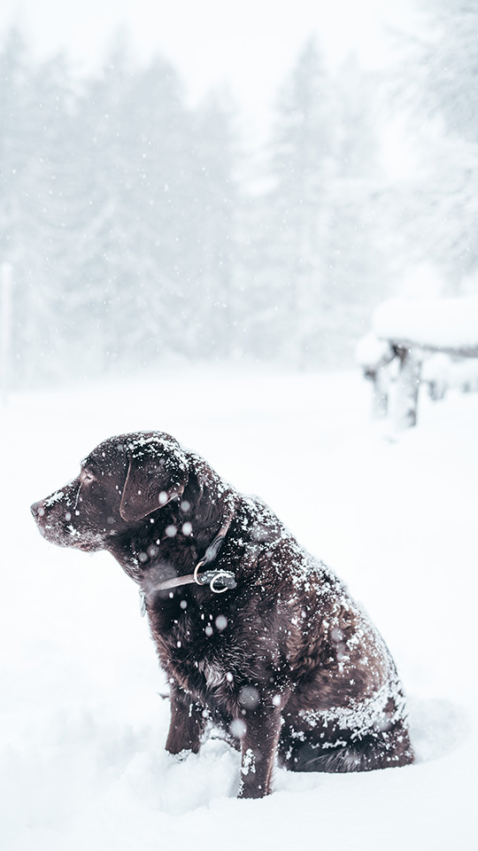 dog sitting in a snowy meadow