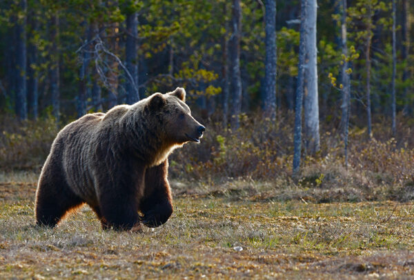 Grizzly bear in woods