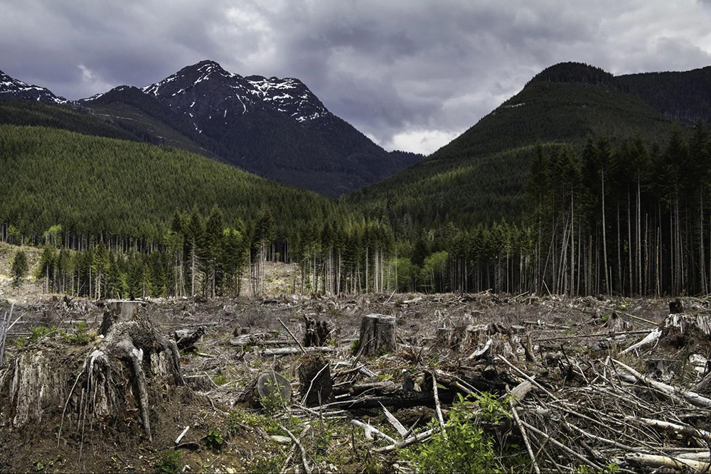 Image showing clearcut forest in the mountains