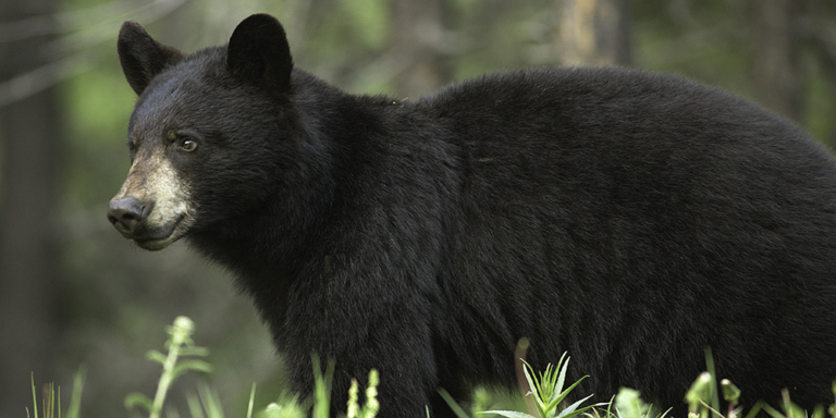 Closeup of a black bear