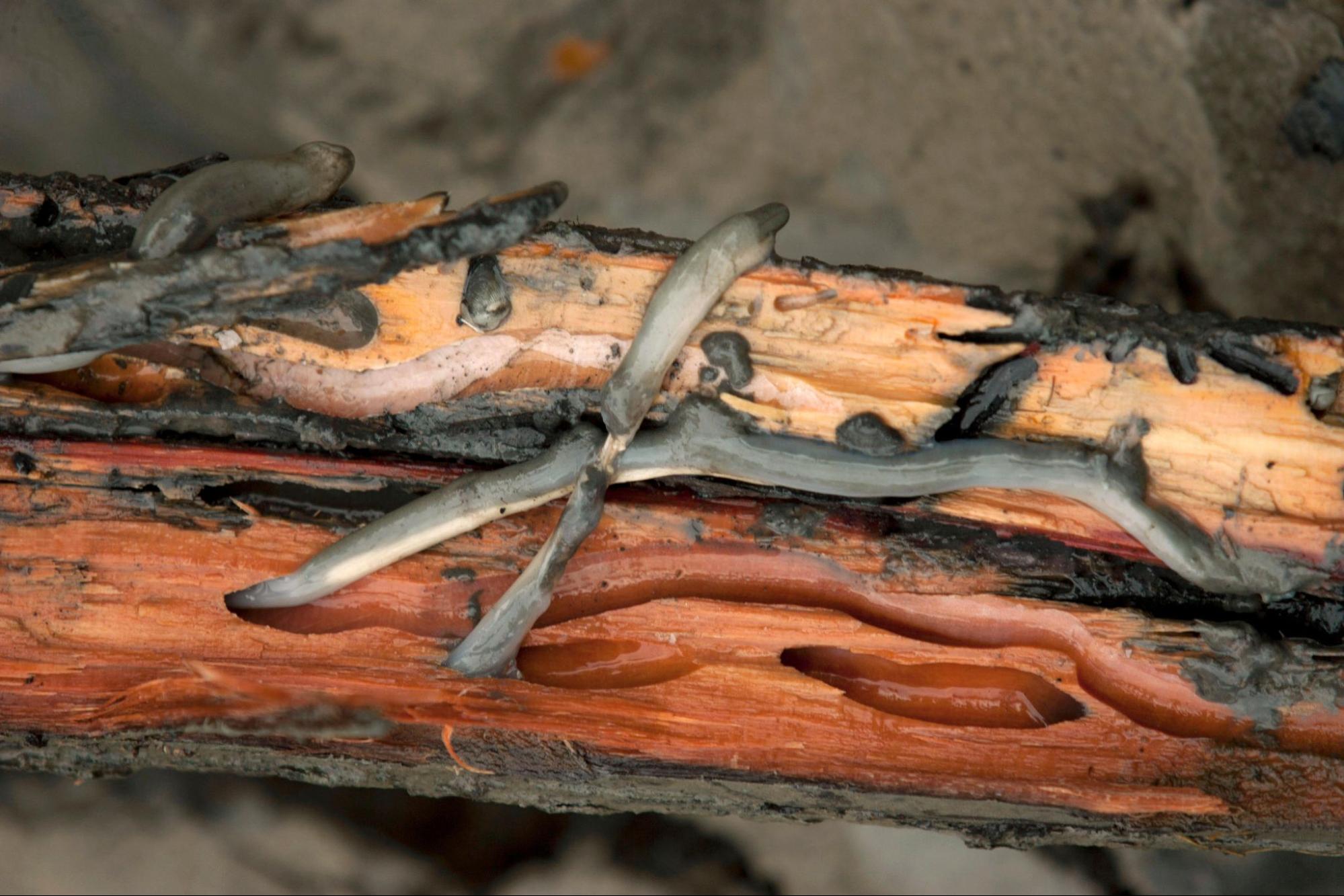 Shipworms on wood