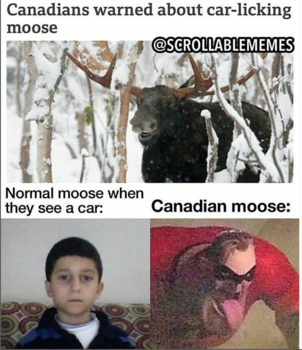 Jasper’s car-licking moose have achieved worldwide fame | Scrollable Memes | Instagram