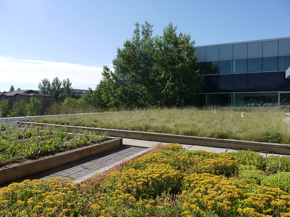Alastair Ross Technology Centre Innovate Calgary green roof project | Green T Design