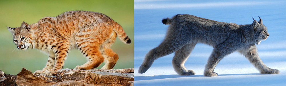 A bobcat on the left has shorter ear tufts, shorter legs and smaller feet than the lynx on the right | University of Calgary | Wikipedia
