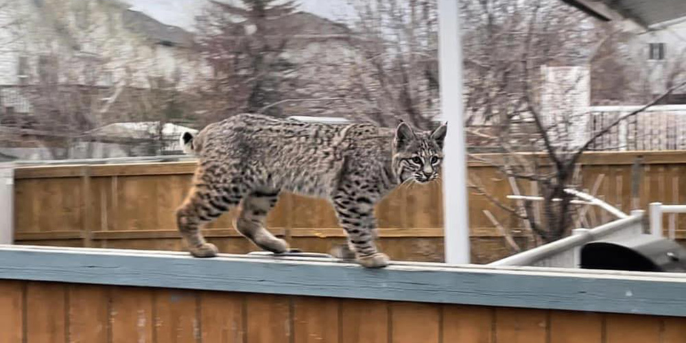 Bobcat on a fence in Country Hills | Facebook

