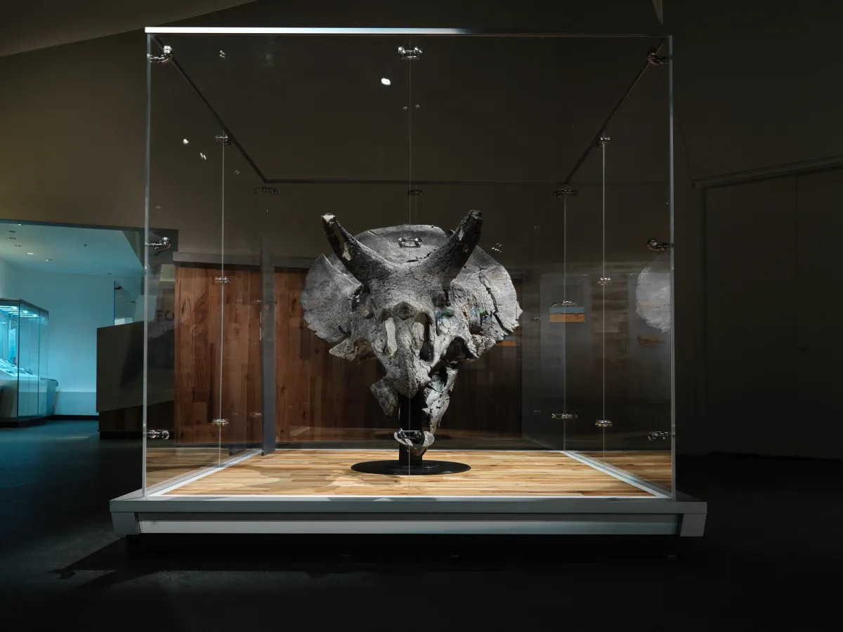 The giant triceratops skull added to the Royal Tyrrell Museum's Fossils in Focus exhibit | Royal Tyrrell Museum