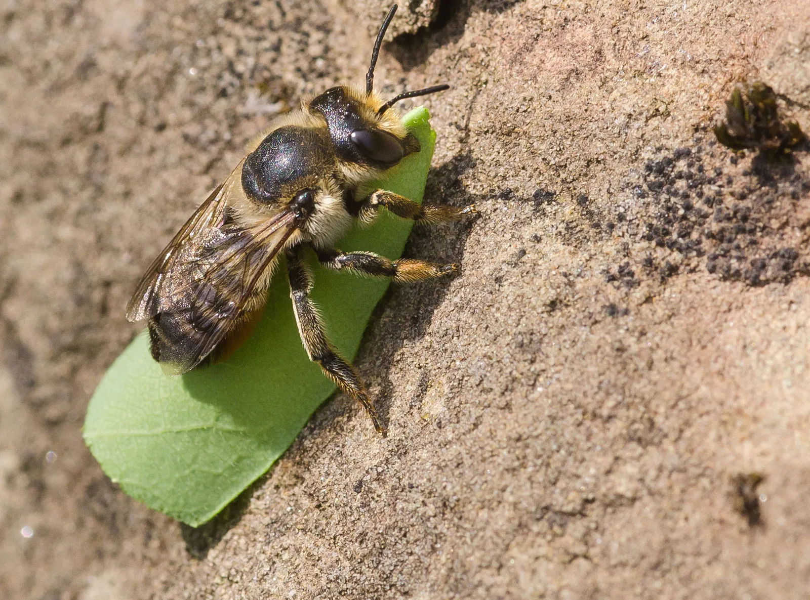 A leaf-cutter bee, a species of solitary bee that does not live in a colony. Solitary bees are at least two times better at pollinating plants than honeybees | Britannica | Peter J. Traub