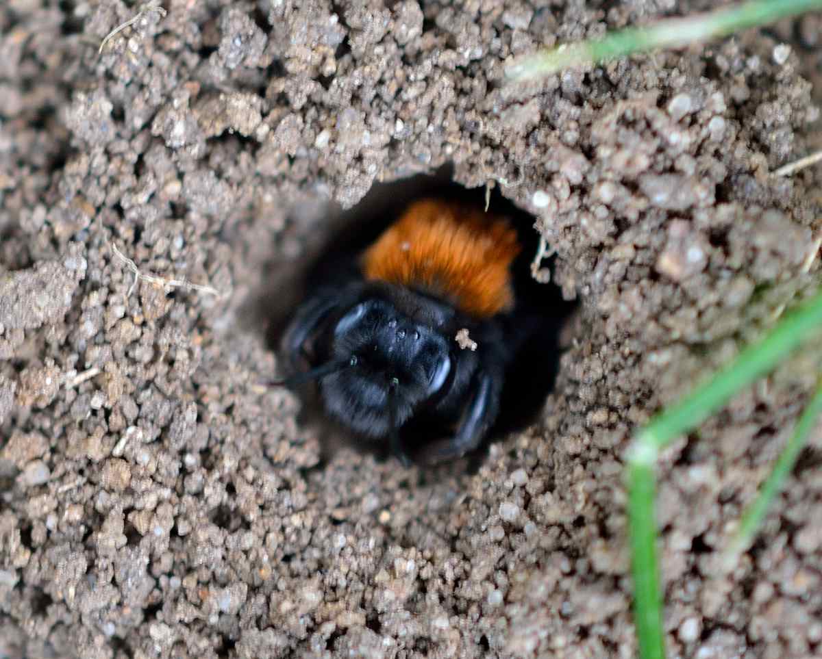 A mason bee, another species of solitary bee that likes to burrow in the ground | Nature Garden