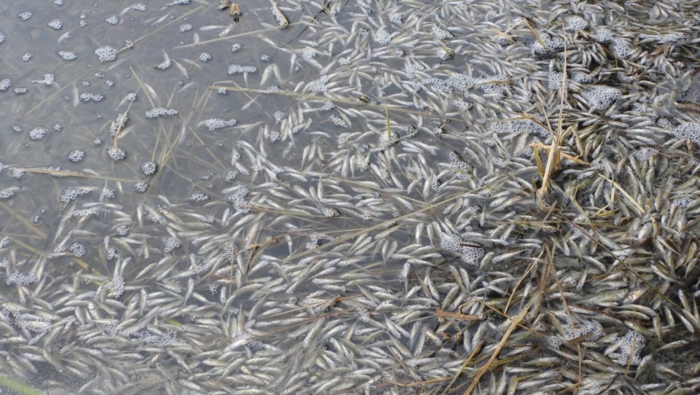 Thousands of dead fish at Vermilion Lakes near Banff in January 2023 | Parks Canada | CTV News