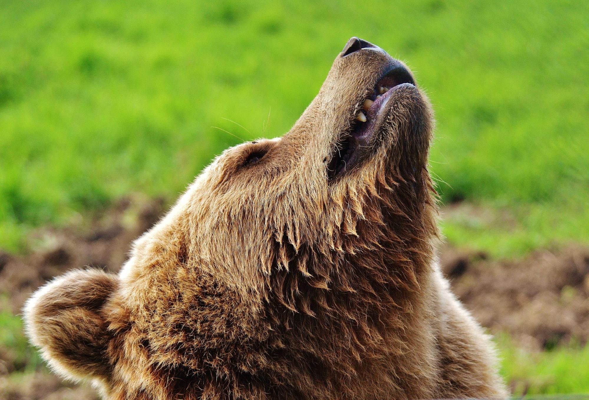 In 2010, grizzly bears were listed as a threatened species in Alberta. There were as few as 700 remaining in the province. That number grew to just under 1,000 in 2021 | Pixabay | Pexels