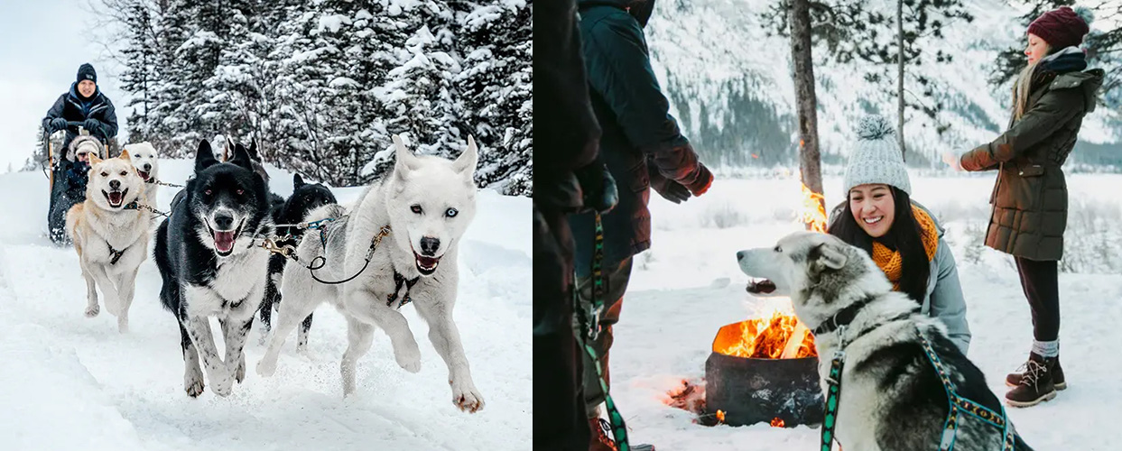 A Snowy Owl dog sledding tour in Canmore and a Howling Dog Tours fireside lunch | Travel Alberta