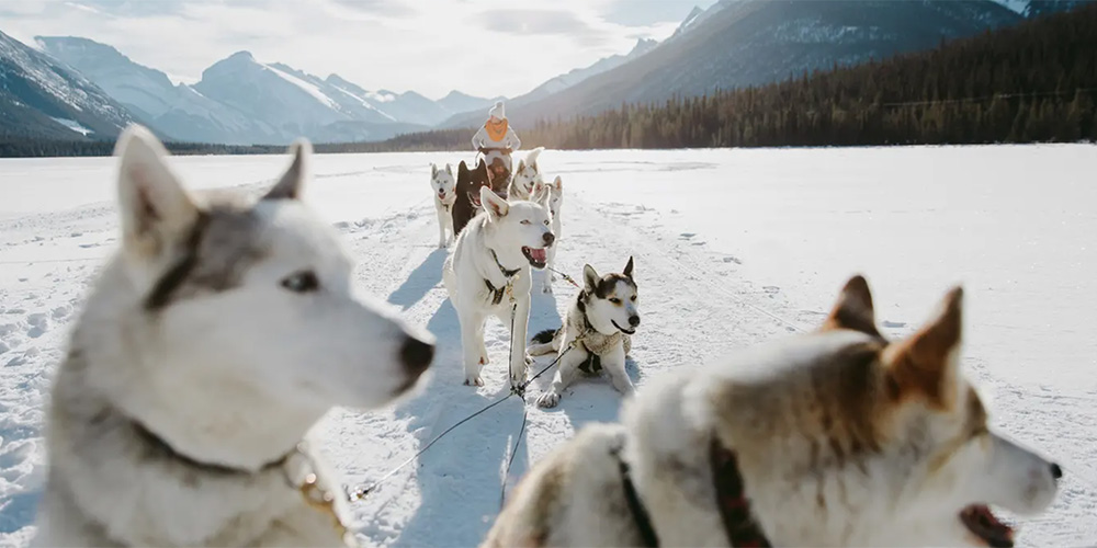Dog sled team taking a break on Spray Lakes | Travel Alberta