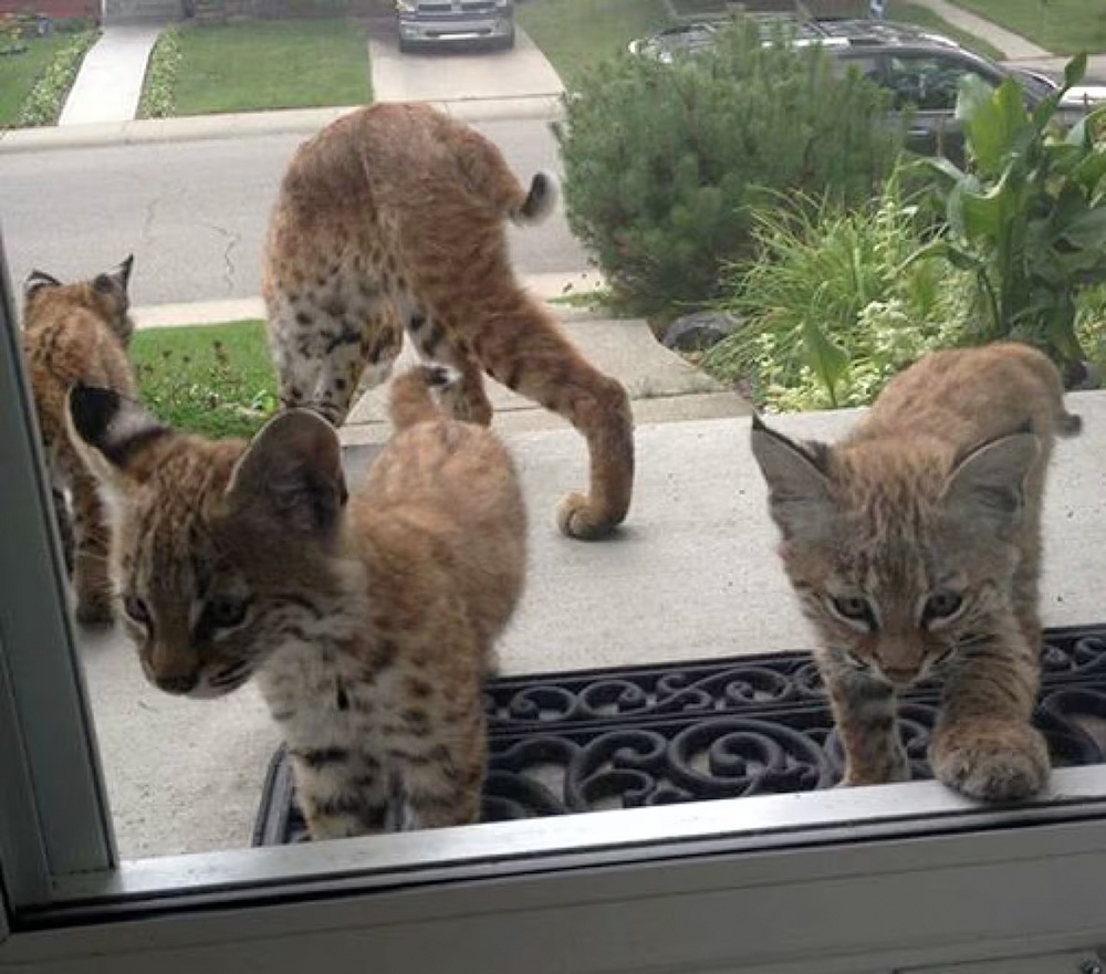 Baby bobcats in the Haysboro neighbourhood of Calgary | Katherine Reiffenstein | CBC News