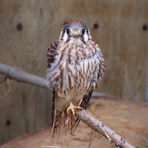 The American Kestrel the AWIC took under its wing | AWIC