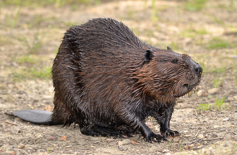 Still considered by some as a nuisance, the environmental benefits of beavers on the landscape have been well documented | Canva
