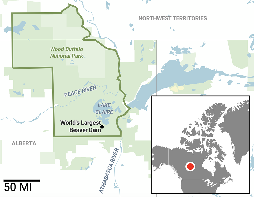 The location of the world’s largest beaver dam is Alberta remote | Yale.edu
