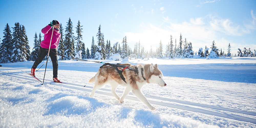 The joy of hitting the ski trails with your dog | Non-stop dogwear