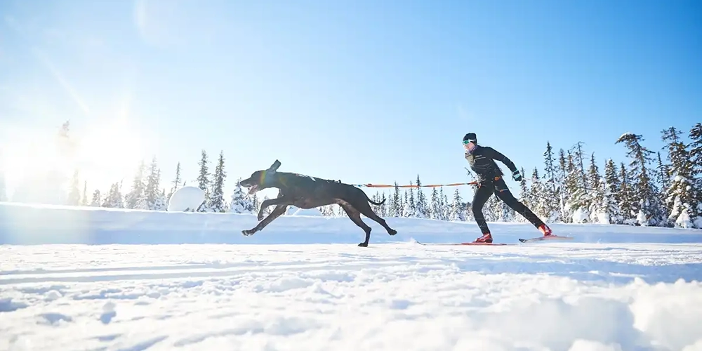 Skijoring is perfect not only for beginners but also for experienced skiers like this skate-skier | Non-stop dog wear